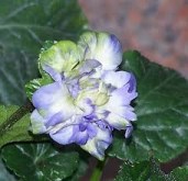 загружено (1)5
